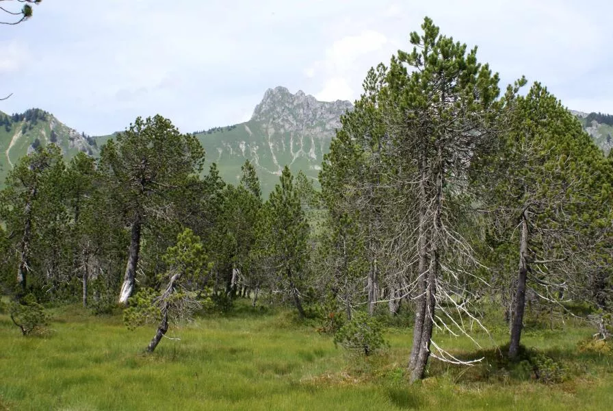 Autumn Break: NATURE OUTING – Chamois watching, peat bog discovery & alpine snack