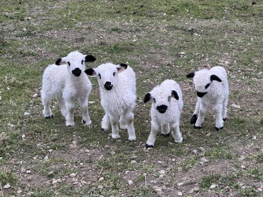 Fermes et alpages savoyards
