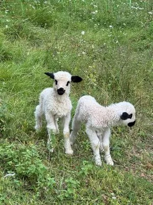 Young lambs in the fields