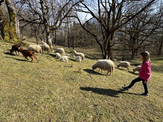 Immersion au cœur de notre troupeau de moutons et goûter