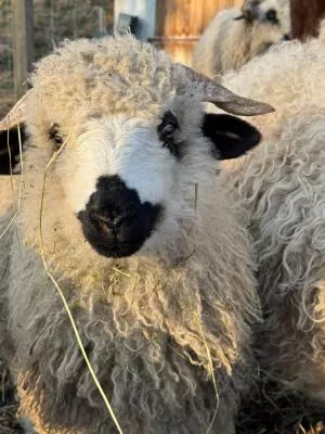 Thônes & Marthod lambs you can meet in the flock