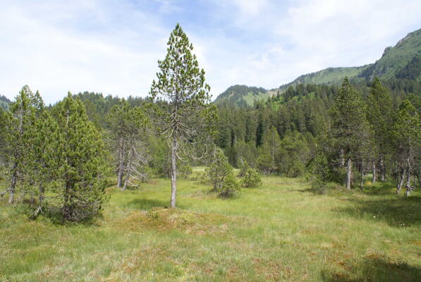 Toussaint : SORTIE NATURE - Observation chamois, tourbière et goûter en alpage