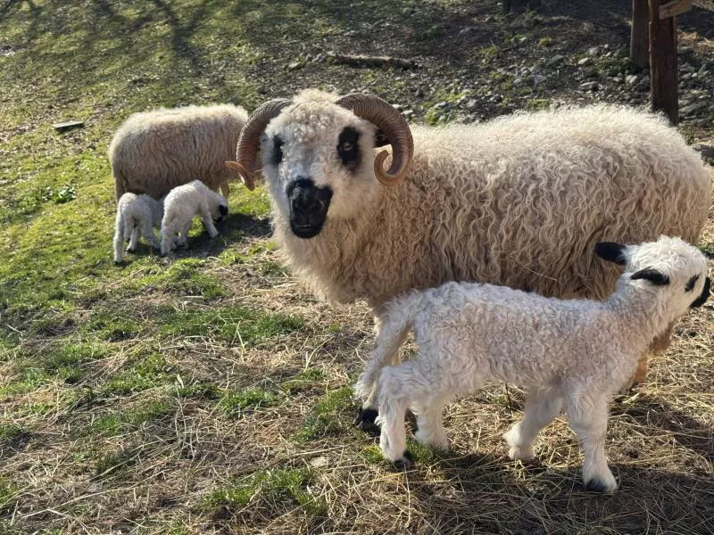 Shearing our Savoyard sheep