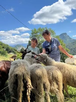 A close-up with a flock of sheep