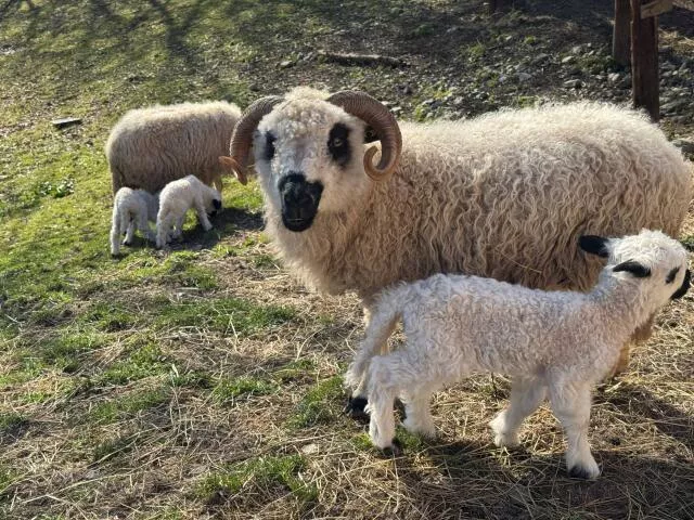 Ewes and lambs (Thônes & Marthod sheep)