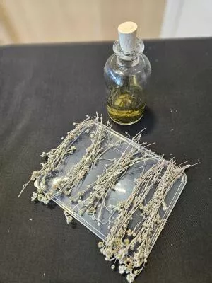 Brins de Génépi pour Atelier de Fabrication