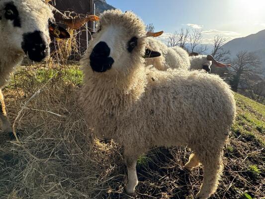 La tonte de nos moutons savoyards