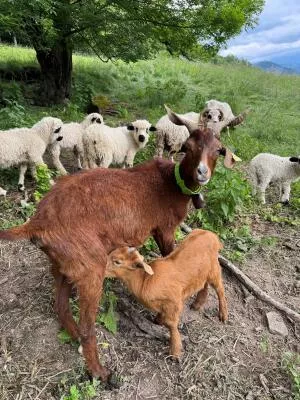 Kid and goat at the heart of the flock of sheep