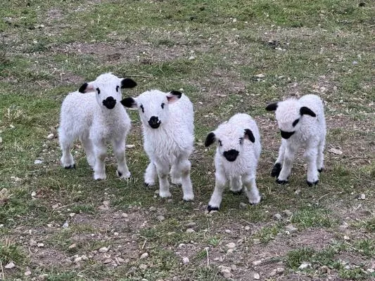 Young lambs Thônes et Marthod