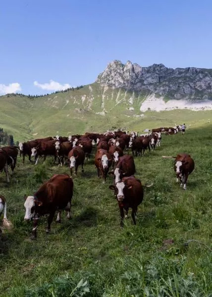 Savoyard farms and alpine pastures