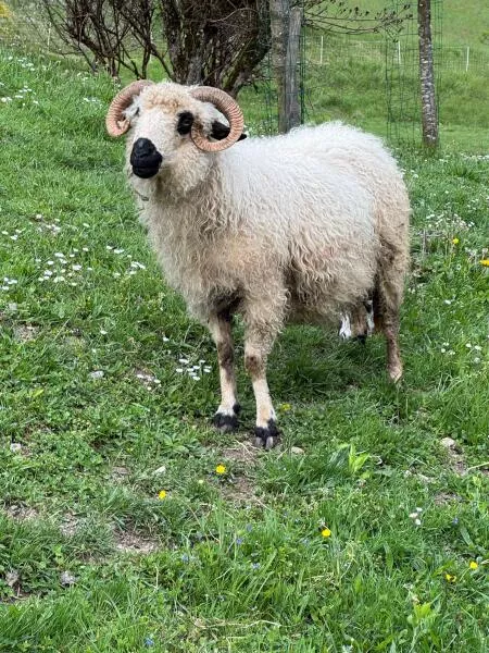 What can we do with the wool?