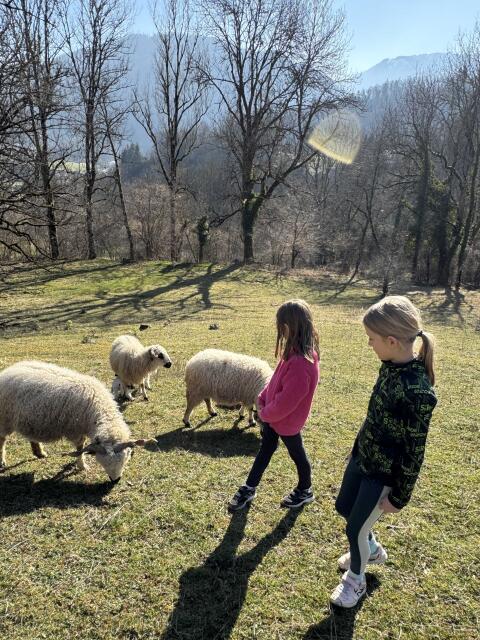 Immersion dans un troupeau de moutons Thônes et Marthod