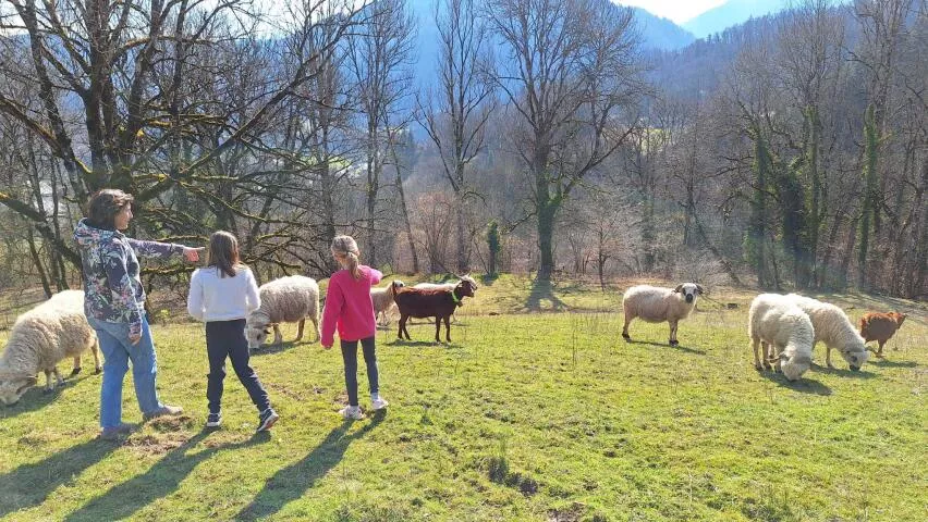 Immersion dans un troupeau de moutons Thônes et Marthod